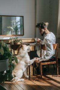 A dog and man shaking hands